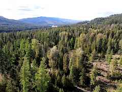 timber timber
