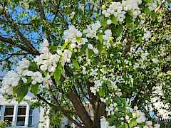 spring 1
