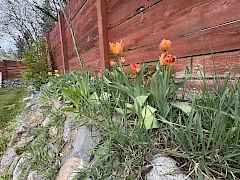 Spring tulips!