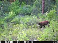 bear-1