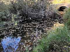 Creek whittier